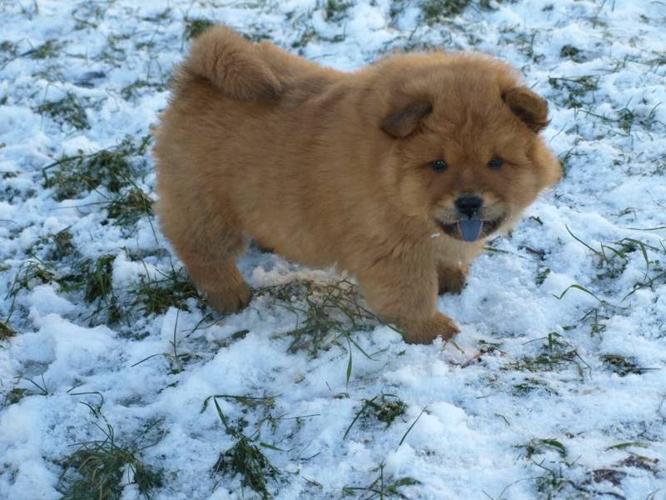 Purebred Chow Chow